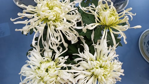 菊花白 腾讯网