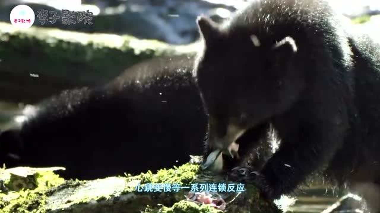 冬眠(生物学现象)_搜狗百科