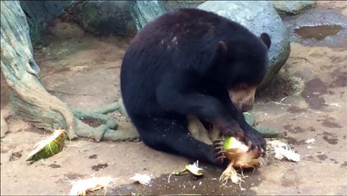 一马来熊 腾讯视频
