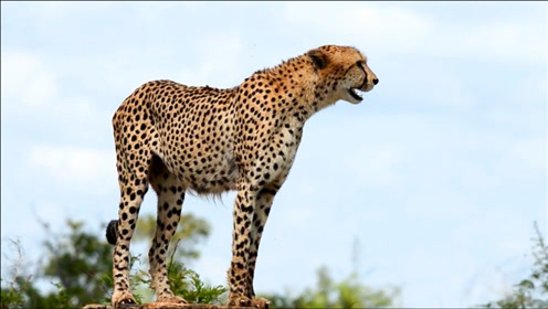 第一次听豹子的叫声,被这声音给萌化了