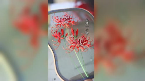 彼岸花的花语 腾讯视频