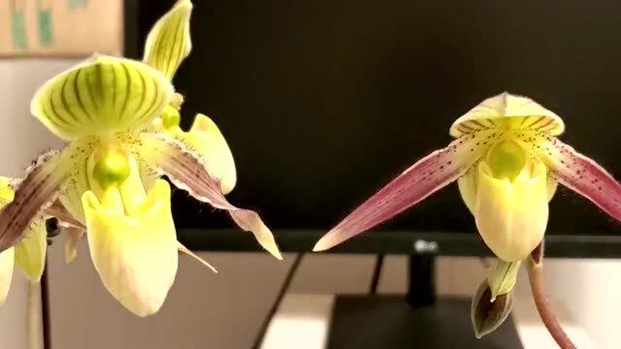 兜兰(兰科兜兰属植物)_搜狗百科