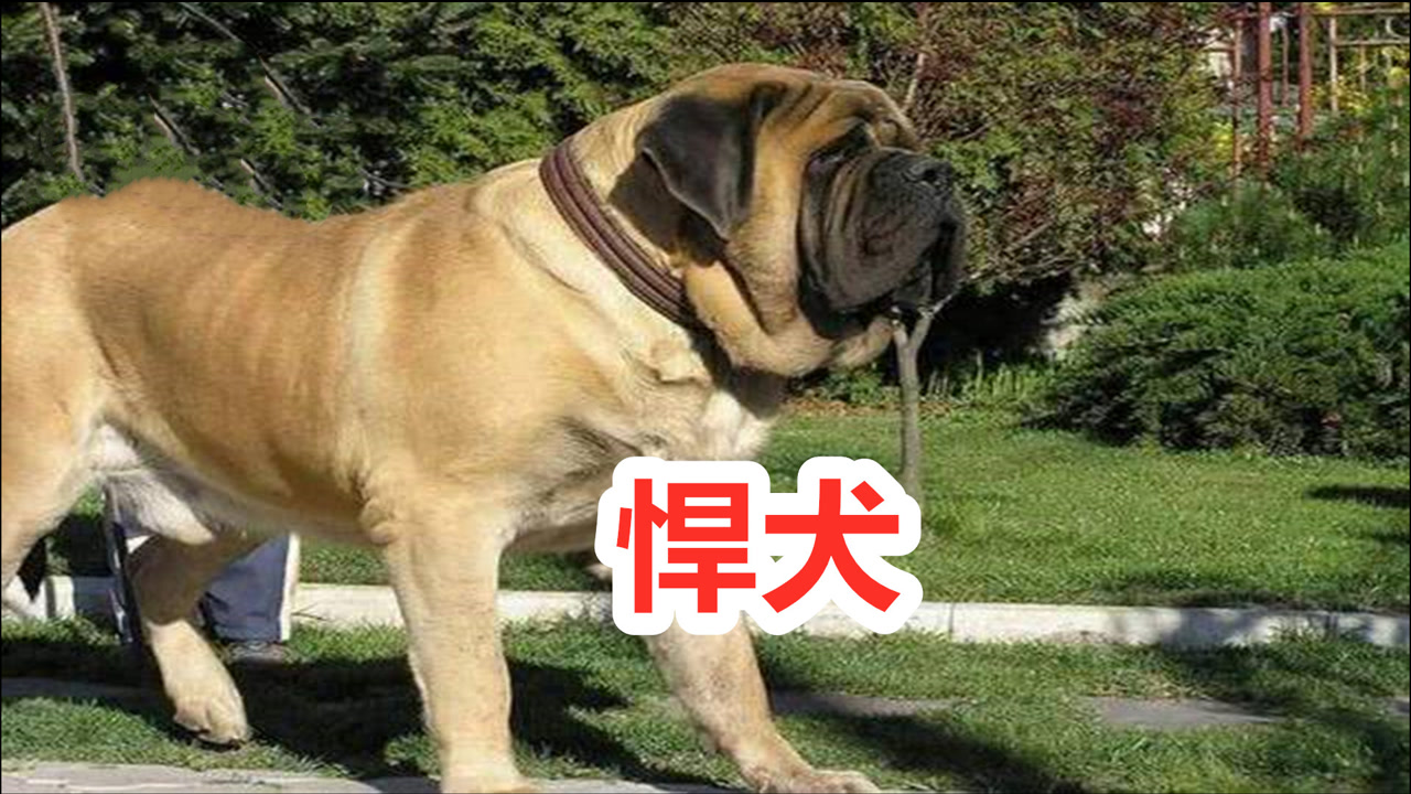 獒犬(犬属动物)_搜狗百科