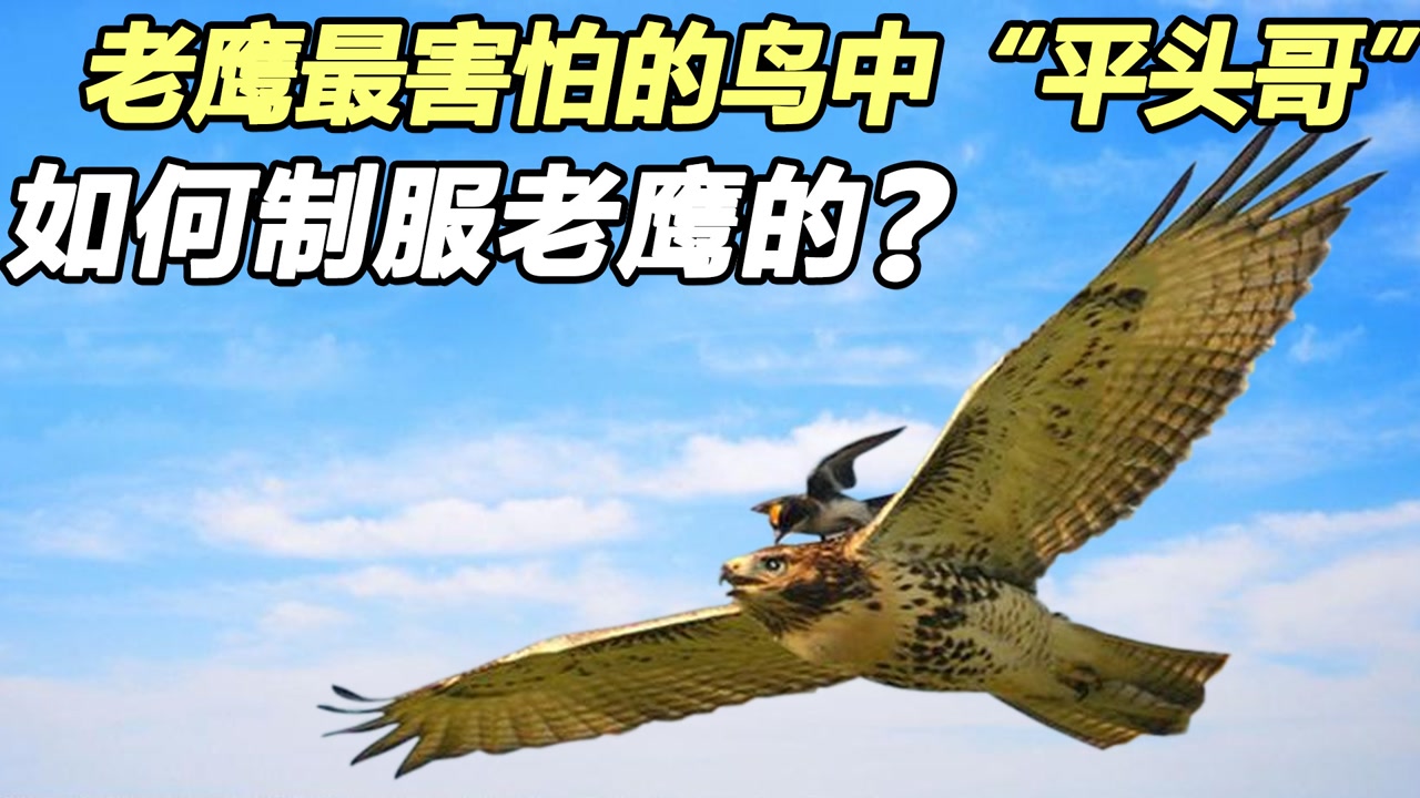 老鹰最害怕天敌,号称鸟中平头哥,只有麻雀大小如何制服老鹰?