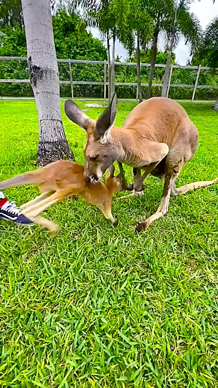 小袋鼠进袋子,真的好可爱,你们喜欢吗