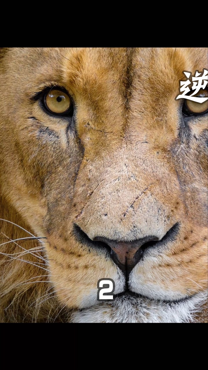 最暖心的狮王 为了族群它独自负重前行 #狮子 #逆境中的狮群 #纪录片