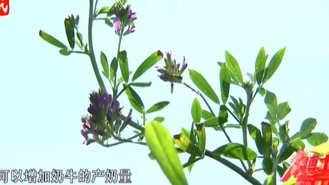 苜蓿 豆科苜蓿属植物 搜狗百科