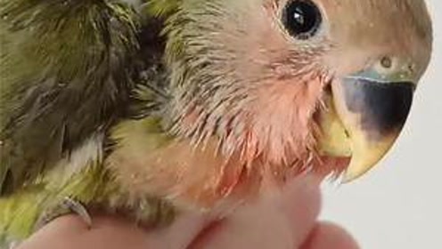 100元买了一只绿桃鹦鹉雏鸟,刚到家就特别亲人,太值了