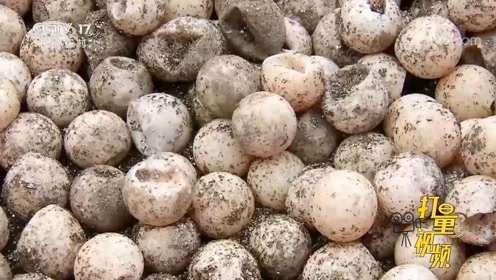 孵了三十天,一只鳄龟都没孵化出来,蛋也都发黑变丑了