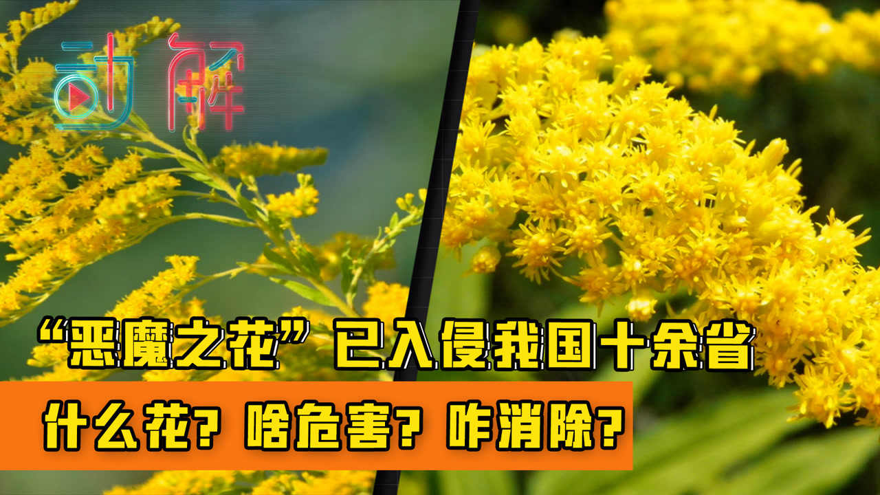 加拿大一枝黄花(菊科一枝黄花属植物)_搜狗百科