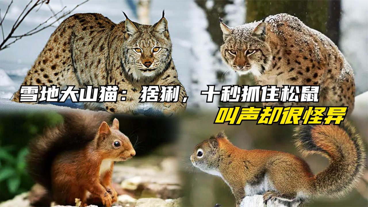 雪地大山猫:猞猁,十秒抓住松鼠,捕猎神速,叫声却很怪异!