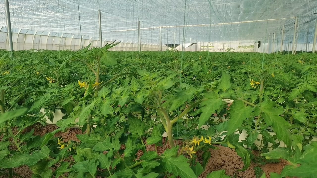 甜蜜素(食品添加剂)_搜狗百科