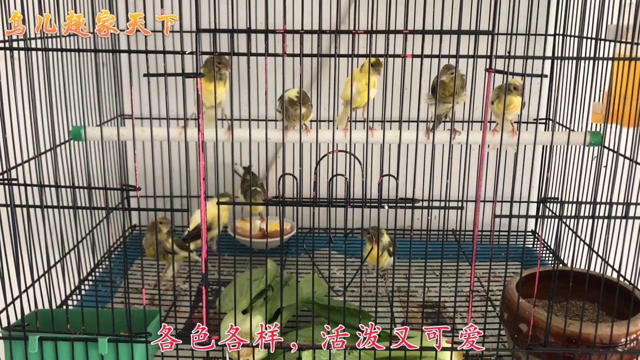 鸟友玉鸟园里品种多颜色美,谁见谁留恋