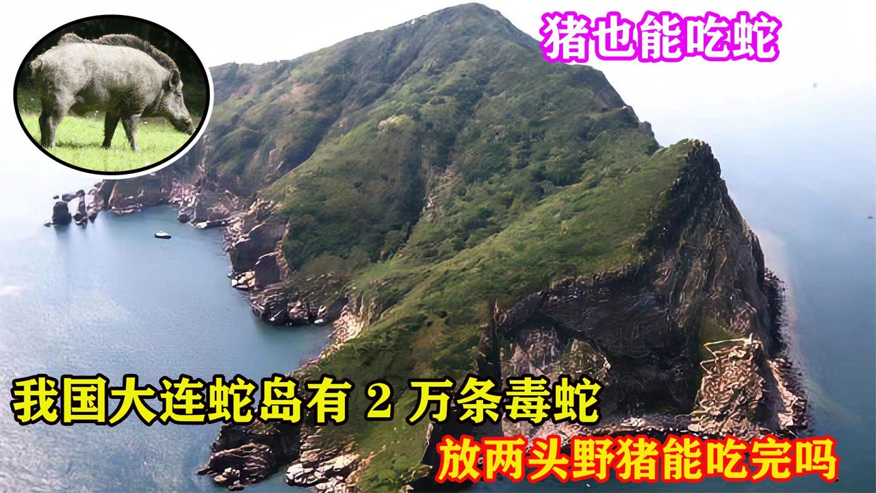 豬也能吃蛇?我國大連蛇島有2萬條毒蛇,放兩頭野豬能吃完嗎?