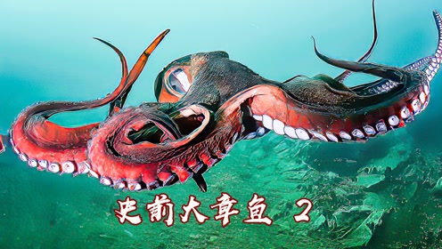 你们见过这么大的章鱼吗?