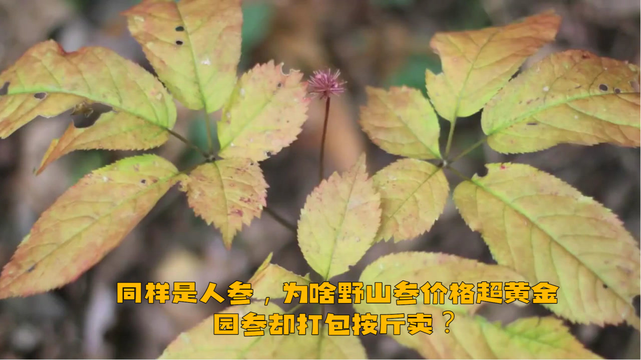 野山参 伞形目五加科植物 搜狗百科