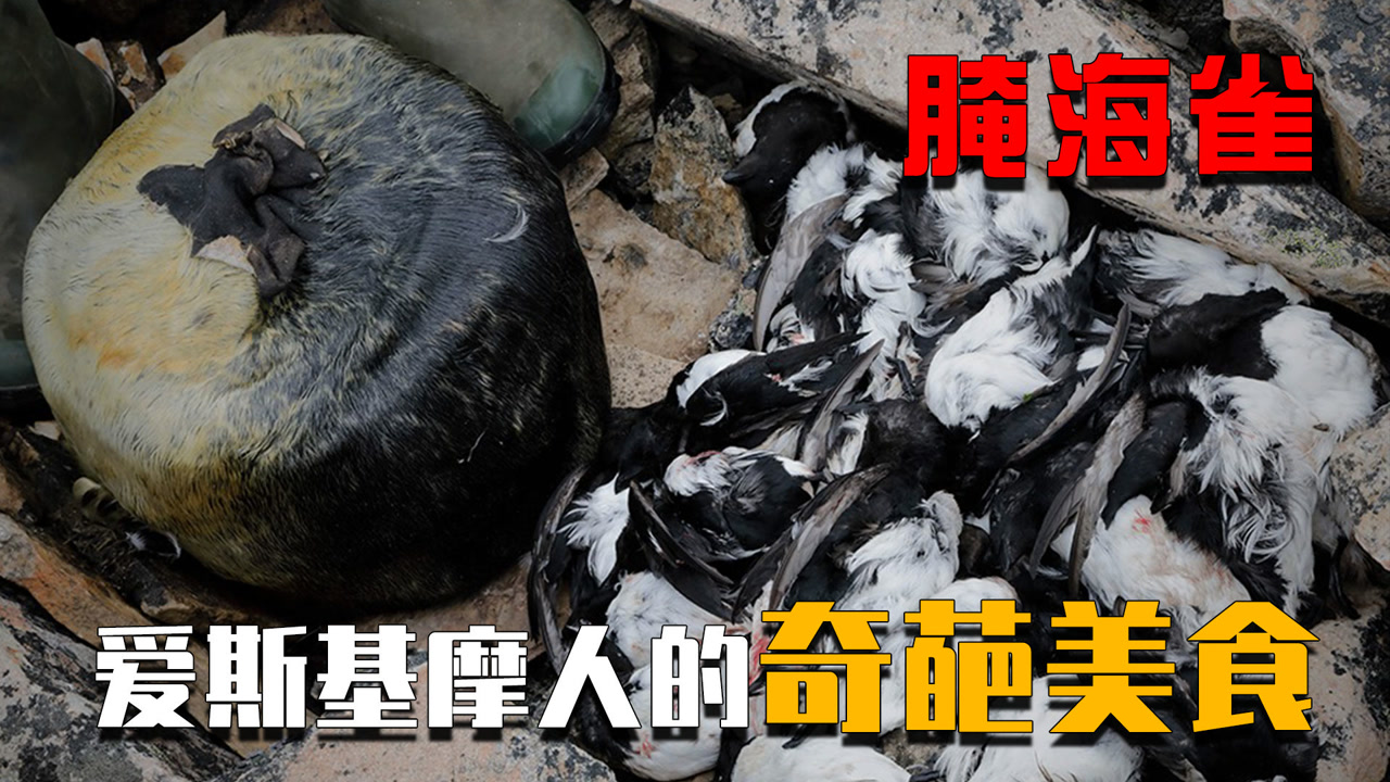 腌海雀:"臭出圈"的食物,爱斯基摩人的特色美食