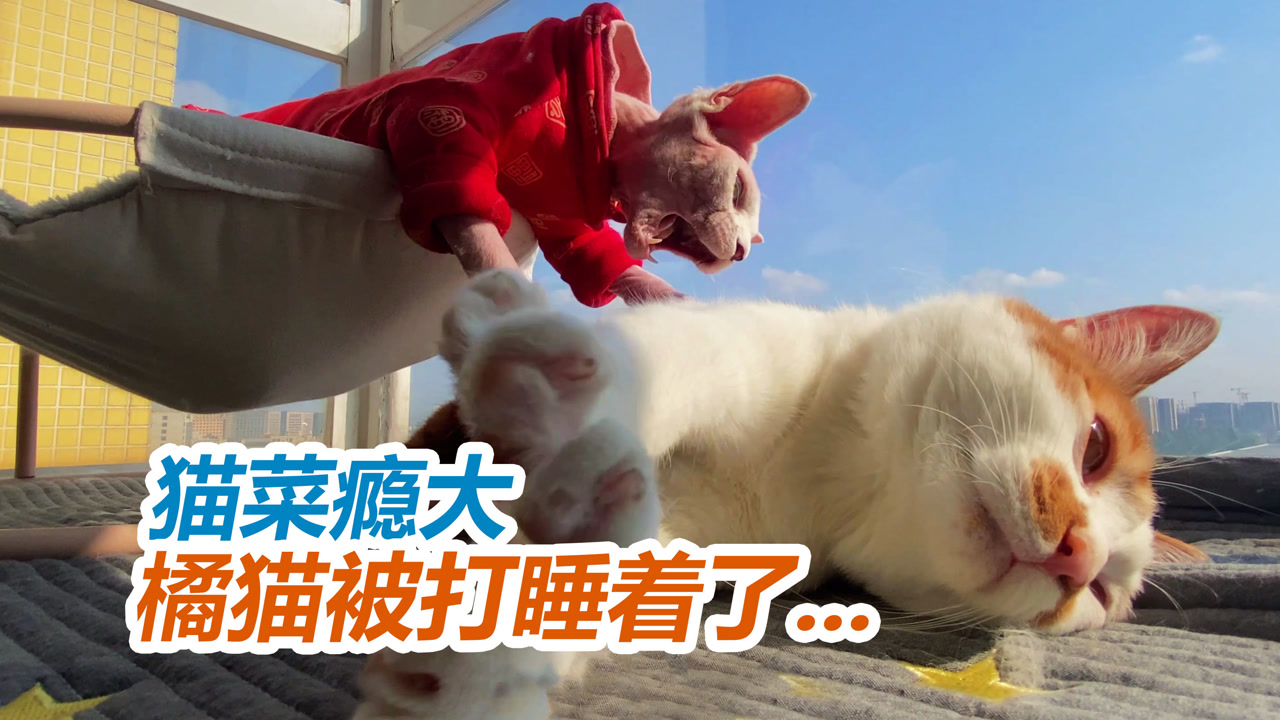 猫菜瘾大 看得心急 0战斗力无毛猫把橘猫打睡着了