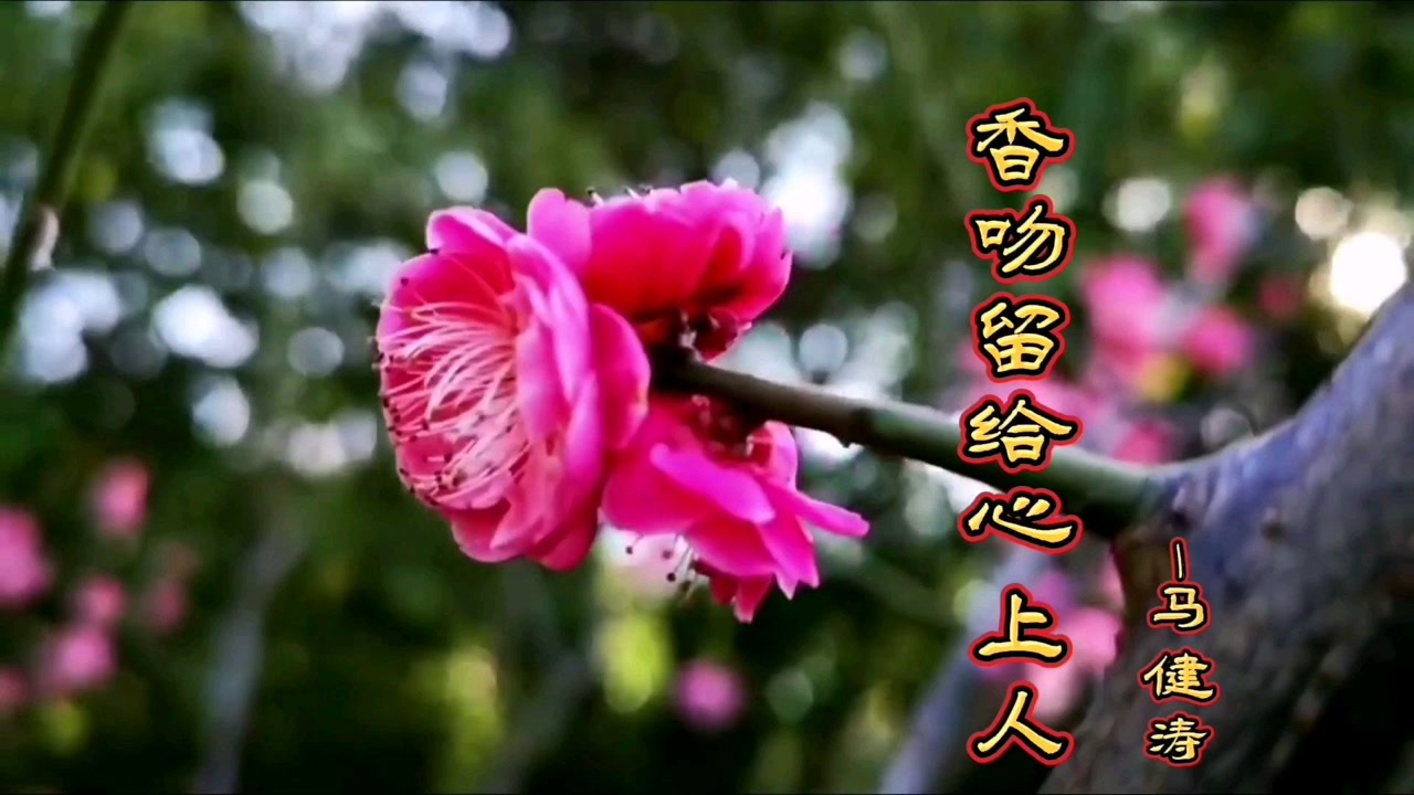 香吻留给心上人