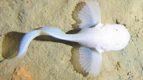 bbc拍摄到海底八千米的"微笑的精灵" 空灵狮子鱼如小仙女