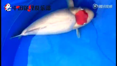 大日养鲤场 腾讯视频