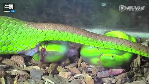 超多条 近距离看母蛇生小蛇