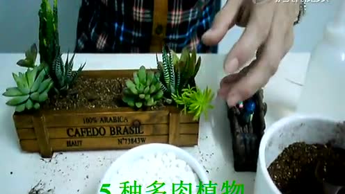 Diy多肉植物 腾讯视频