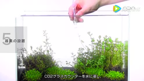 Ada水草缸 腾讯视频