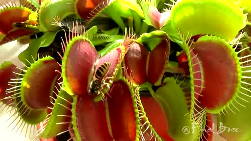 食人植物 腾讯视频