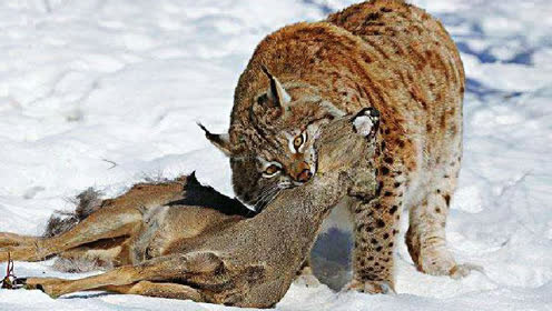 猞猁雪地捕杀猎物 动作敏捷凶狠