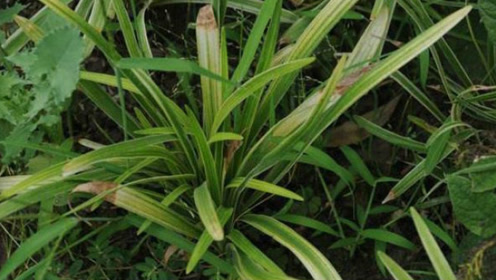 感冒咳嗽,农村称它"润肺草",润肺止咳比西药都好!