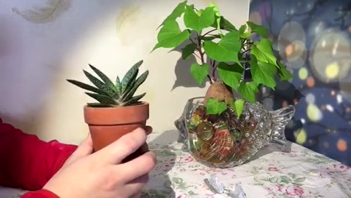 子宝 腾讯视频