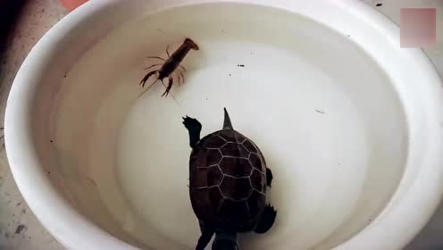 乌龟精大战龙虾怪,这王八好怂啊