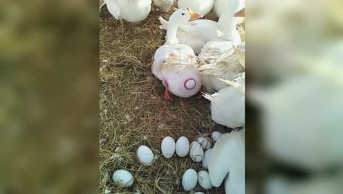 鹅下蛋:忍不住了,要生了马上要生了