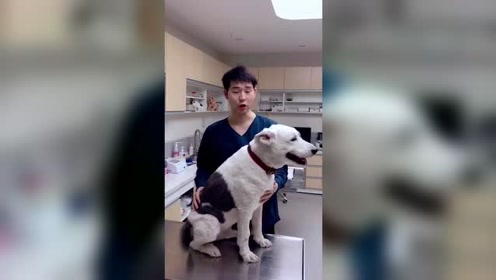 犬猫店長 腾讯视频