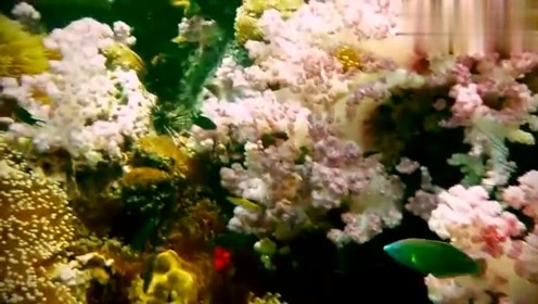 珊瑚花园 腾讯视频