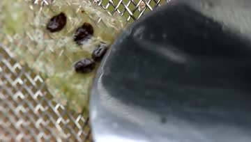 这7种水果可以自己在家种