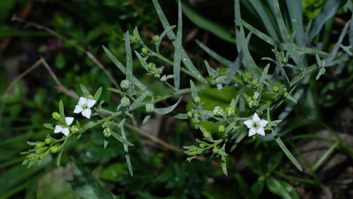 农村称它"九仙草",老家用它蒸鸡蛋去暑降血糖,你吃过吗?