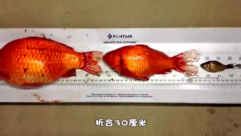 加拿大金鱼泛滥 腾讯视频