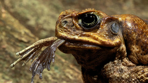 世界上最"恐怖"的蟾蜍,几秒钟致人死亡,最喜欢吃毒蛇和鳄鱼!
