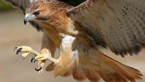 实拍:老鹰捕捉猫咪,喵星人被活吃