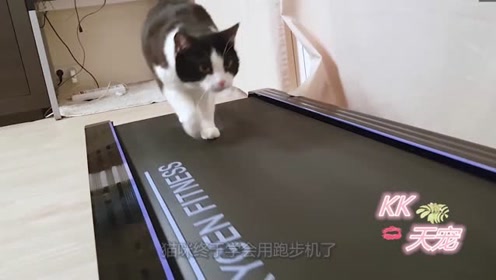 猫跑步机 腾讯视频