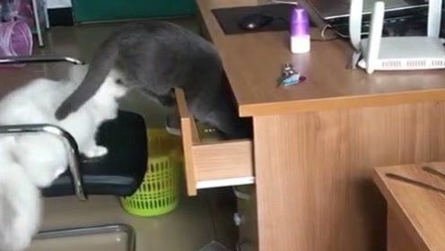 多啦猫 腾讯视频