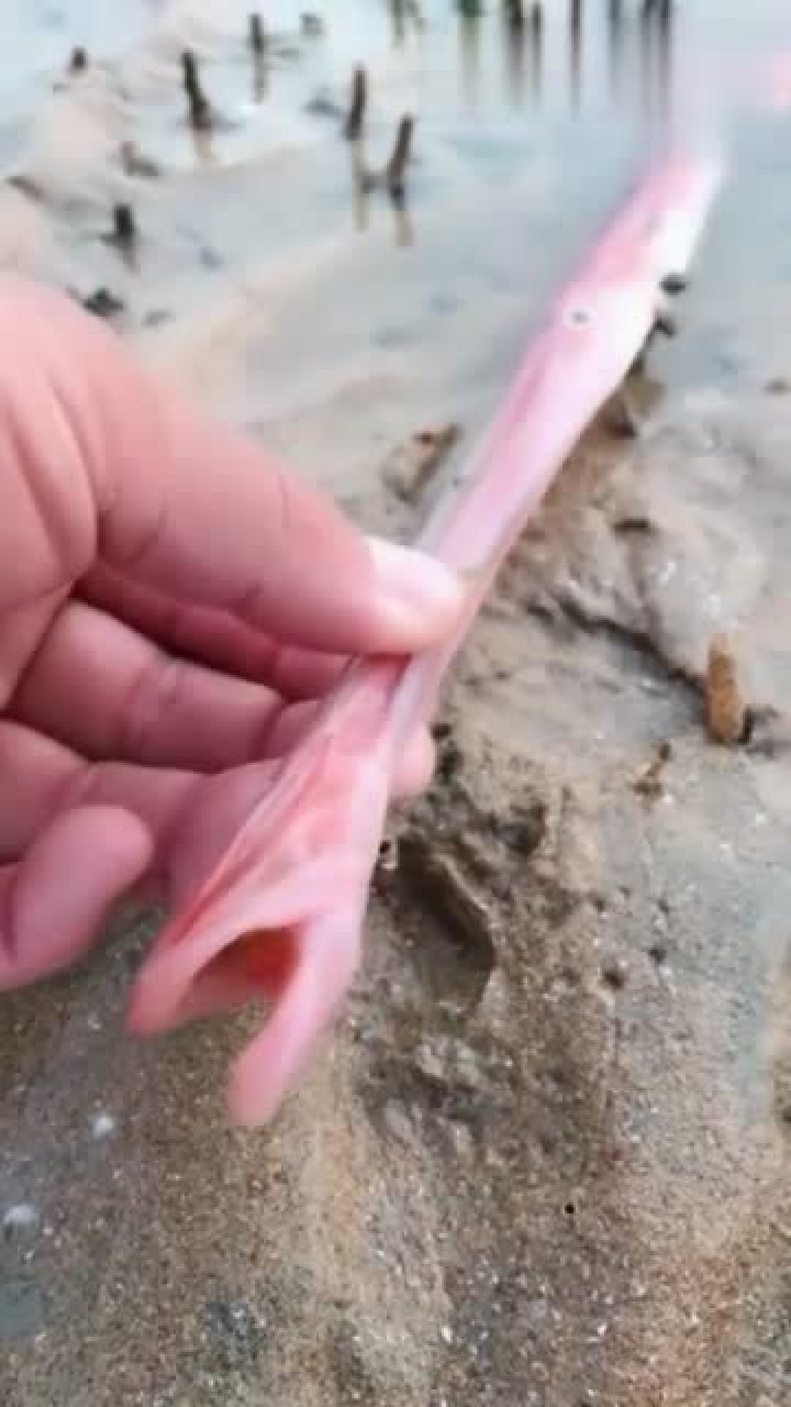 这辈子都没见过的品种,全身粉色嘴这么长的鱼,带大家见识见识