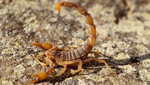 蝎子大战黑蜘蛛,钳子夹住尾巴注毒秒杀