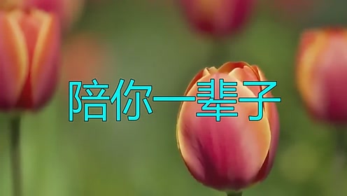 真心推荐,一首《陪你一辈子》歌词句句戳心,歌声太美了