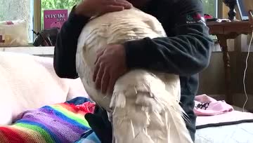 人和动物的情感竟然可以这样暖心