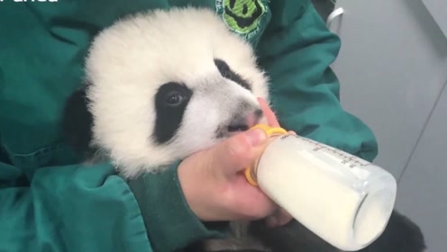边喝牛奶,边看镜头的熊猫宝宝