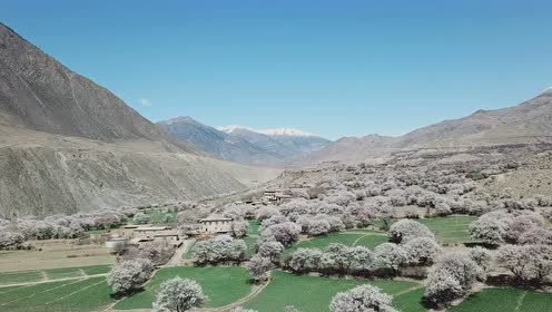 洛隆县俄西乡杏花