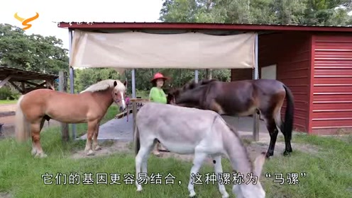 马是怎么繁殖的 腾讯视频